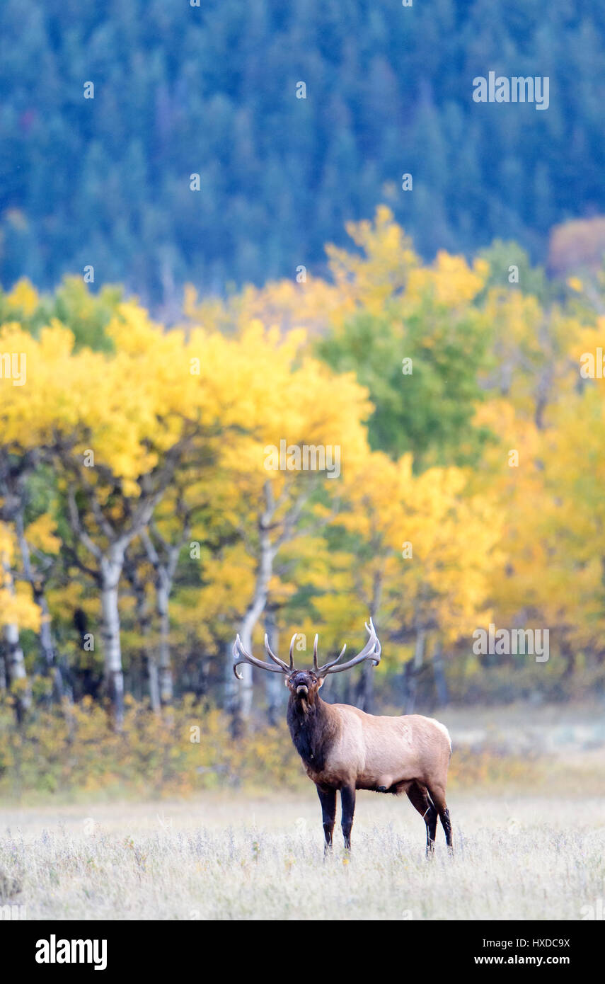 A bull elk (Cervus canadensis) bugles in front of Autumn aspen trees, North America Stock Photo