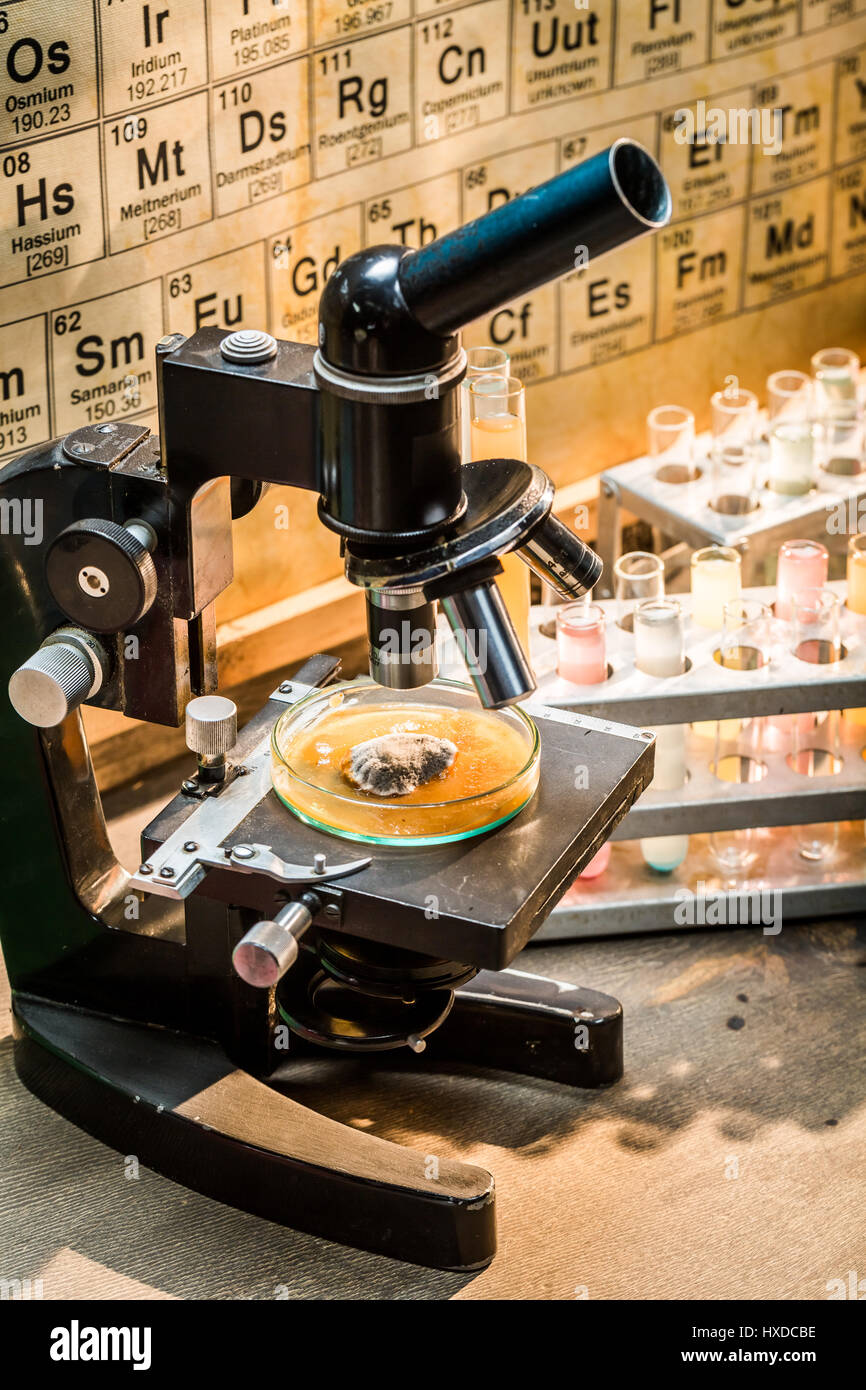 Vintage laboratory during the mold test Stock Photo Alamy