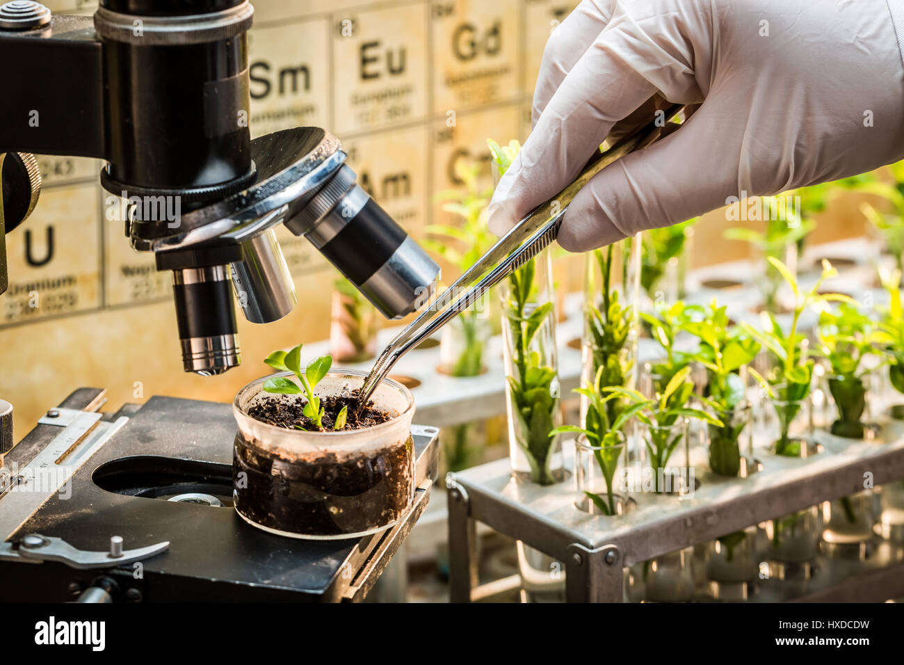 Chemical laboratory exploring new methods of plant breeding Stock Photo