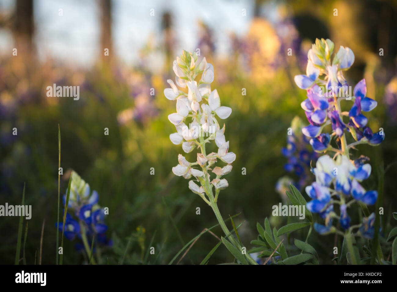 Back-lit bluebonnets near Brownwood Texas. Bluebonnets are a staple in Texas and a white bluebonnet  is rare and such a sight to see amongst the blue. Stock Photo