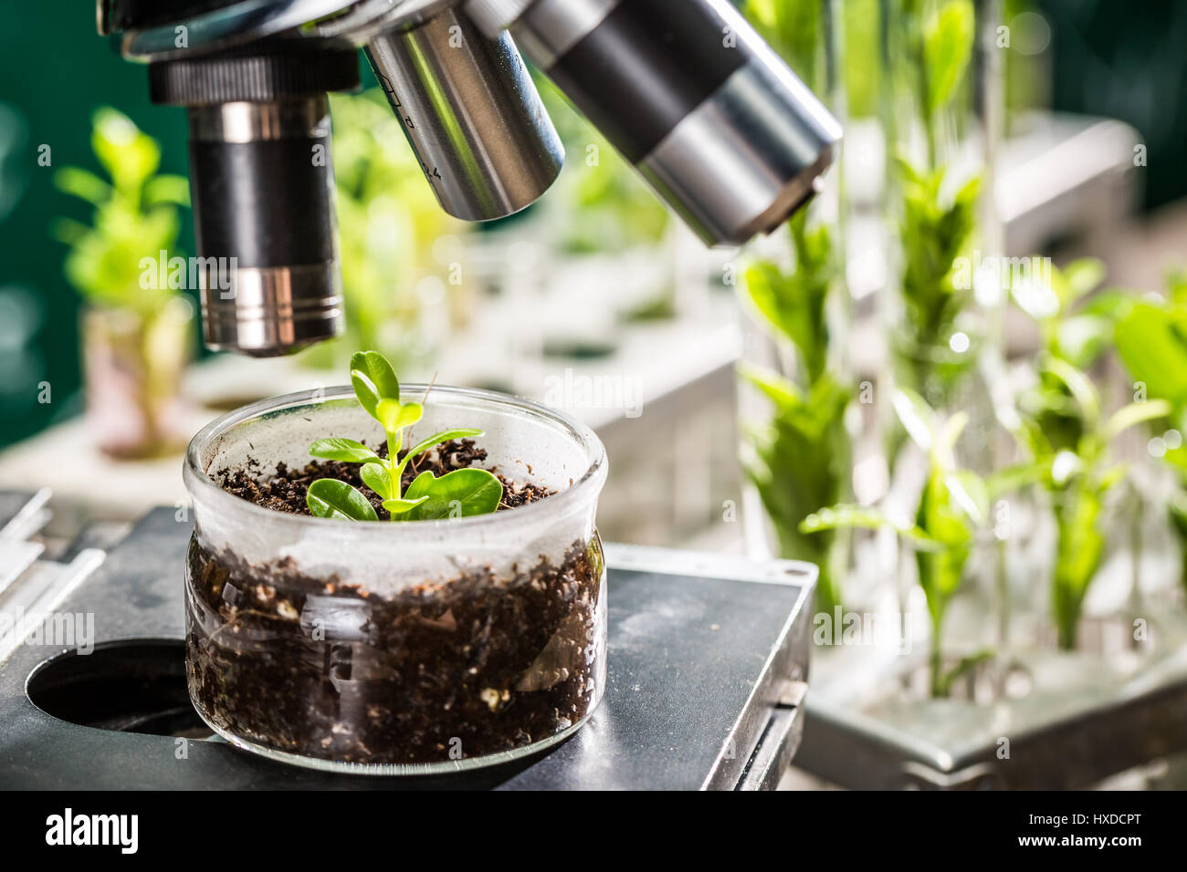 Academic laboratory exploring new methods of plant breeding Stock Photo