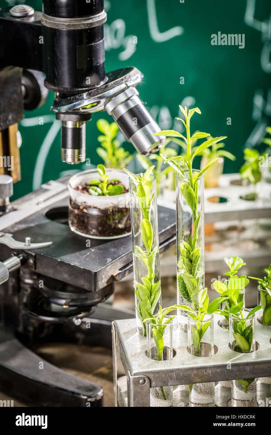 University lab during study growing plants Stock Photo - Alamy