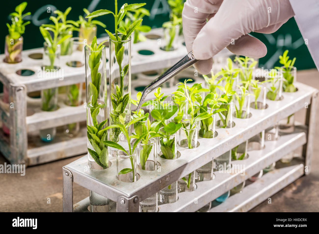 University lab exploring new methods of plant breeding Stock Photo