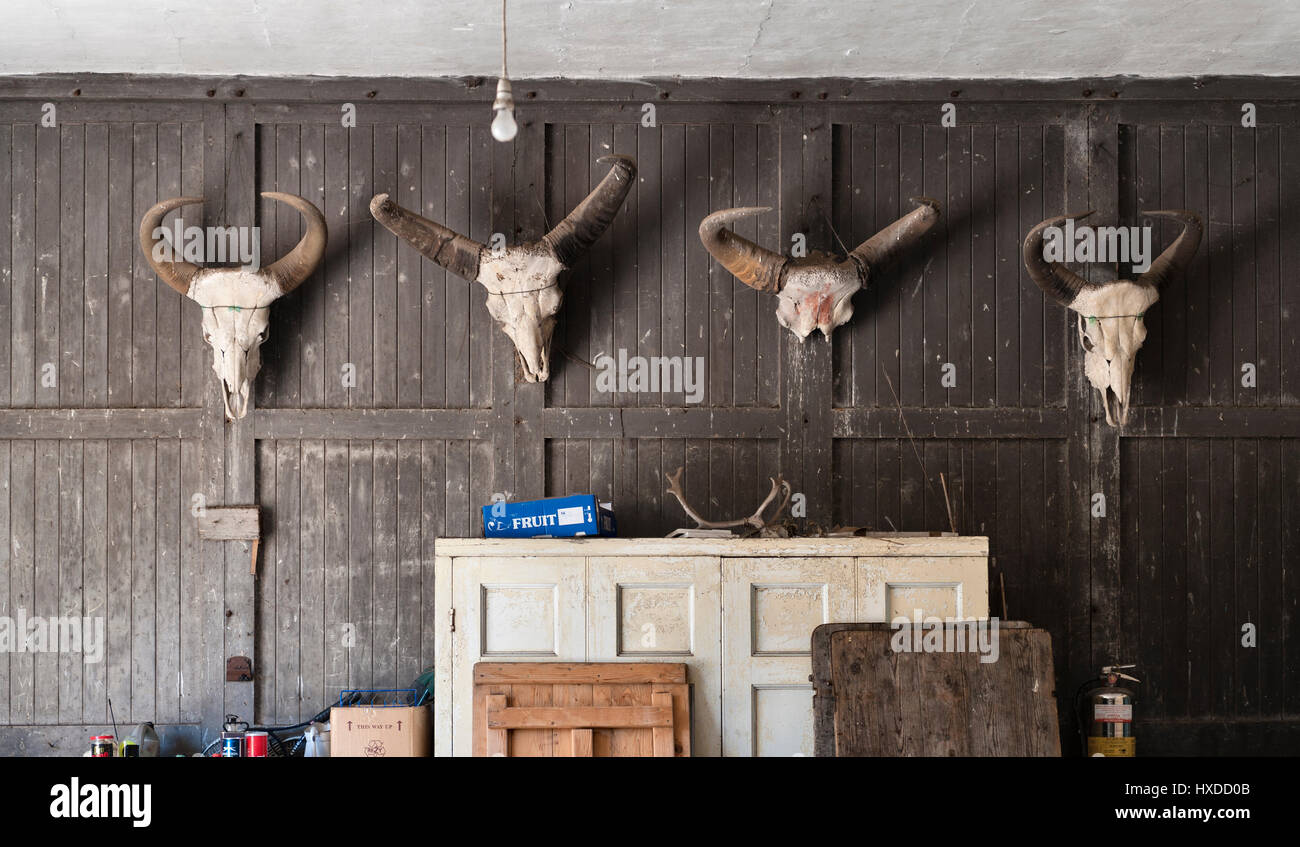 UK. Skulls of hunted animals decorate a lumber-room in an old house in the English countryside Stock Photo