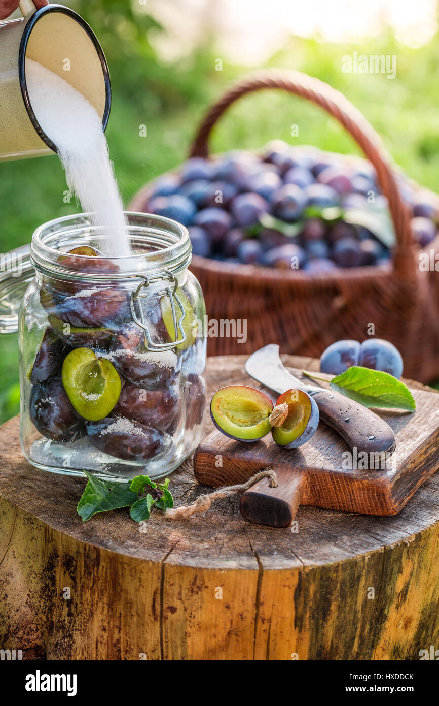 Adding sugar into jar with plums Stock Photo