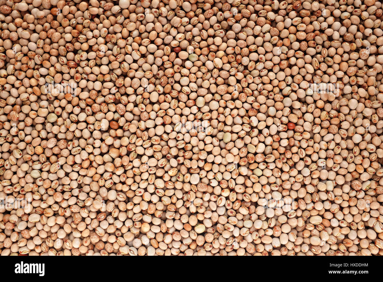 Dried pigeon peas as an abstract background texture Stock Photo