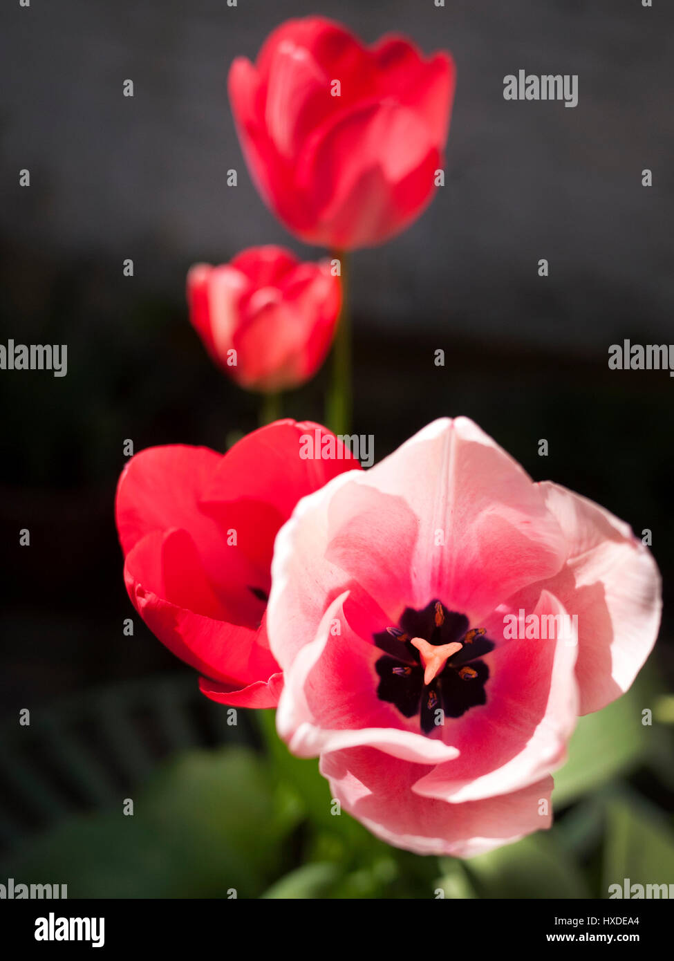 Tulips in a city garden Stock Photo