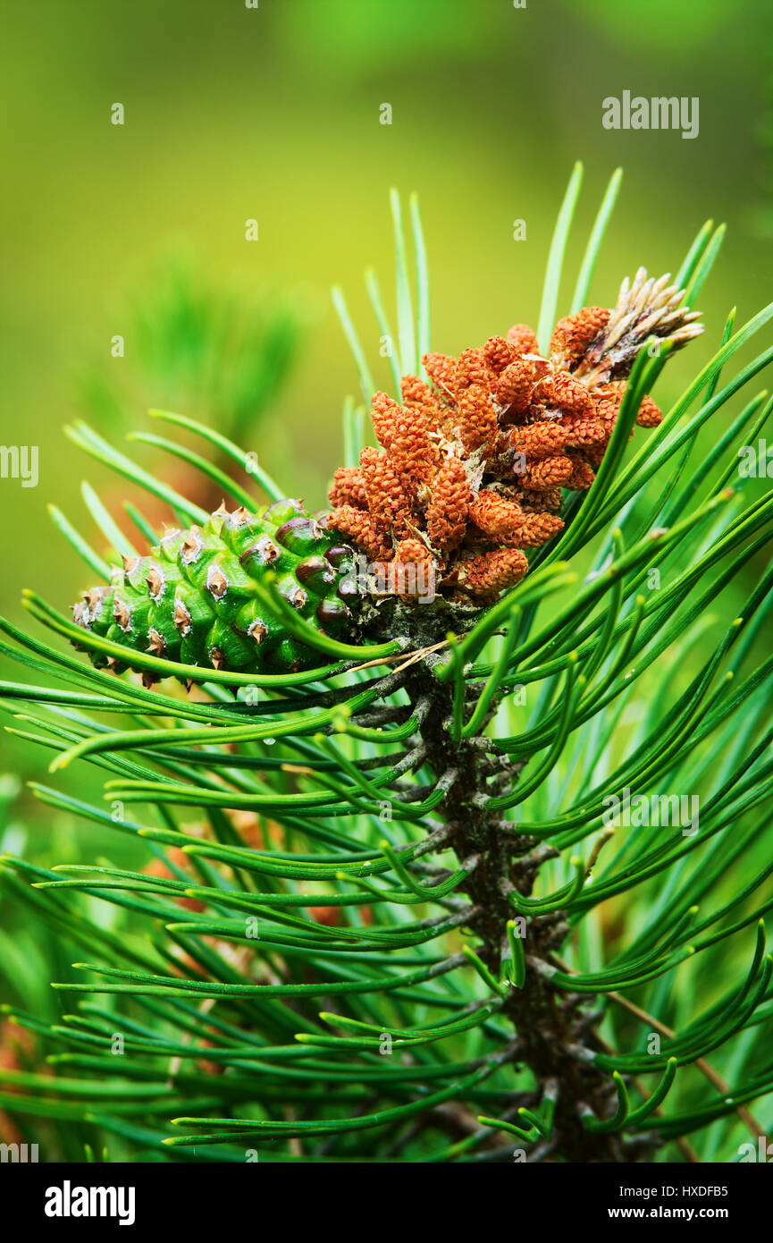 Conifer cones. Scots or scotch pine Pinus sylvestris male pollen flower and young female cone on a tree growing in evergreen coniferous forest. Poland Stock Photo