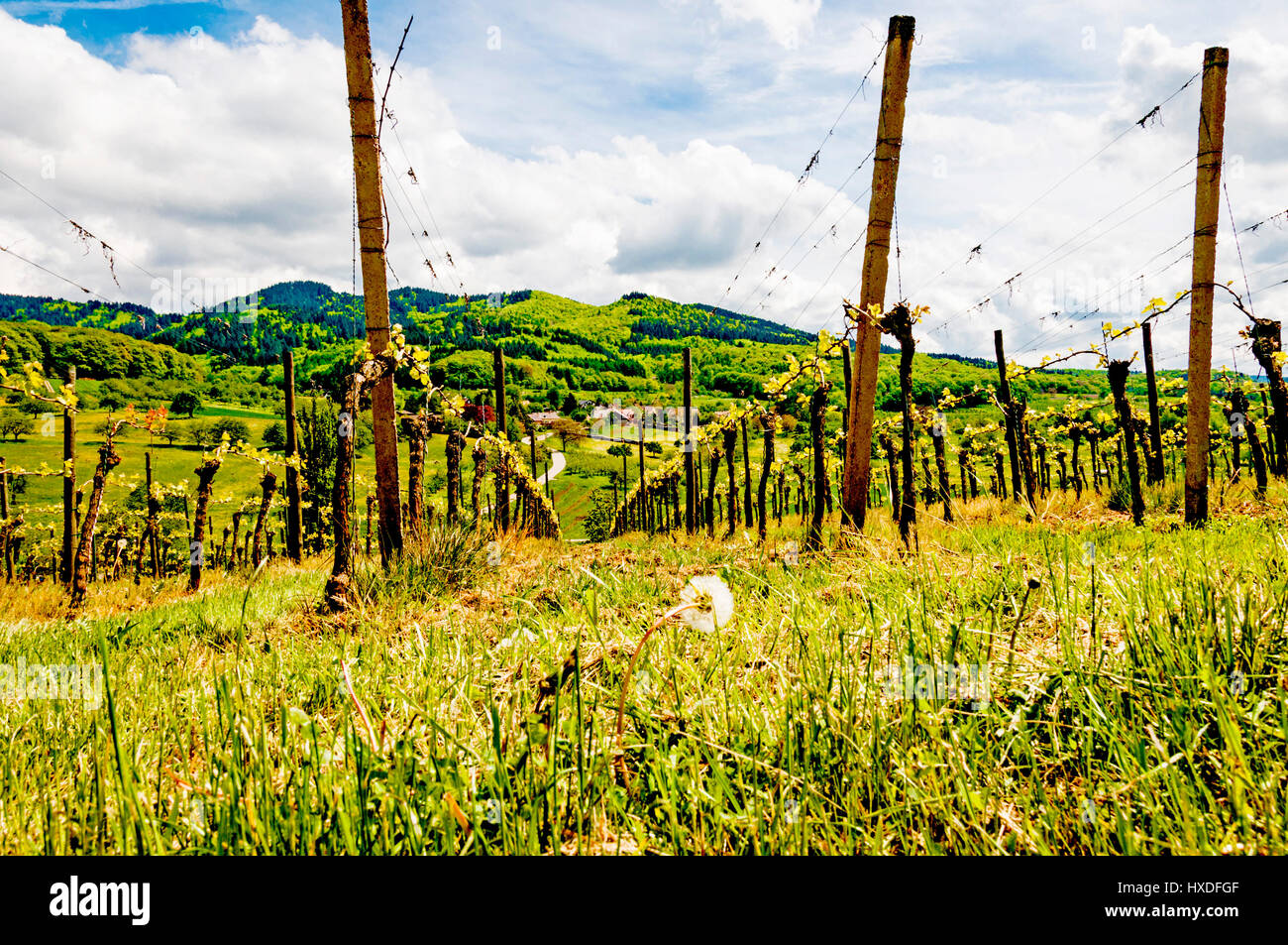 Vineyard in Southern Germany, Baden-Württemberg, Weinberg in Süddeutschland Stock Photo