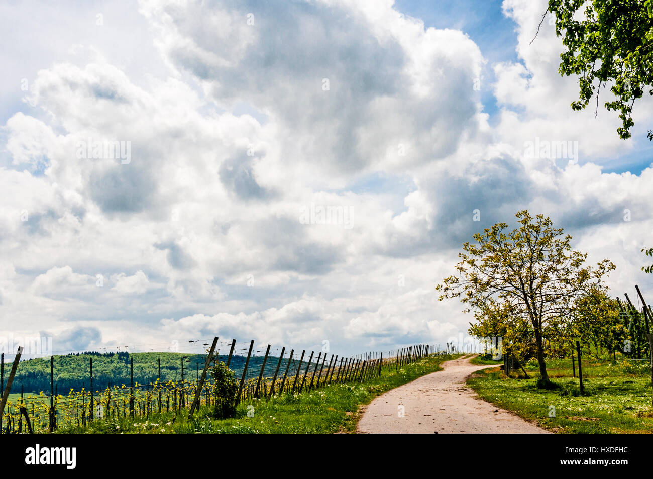 Vineyard in Southern Germany, Baden-Württemberg, Weinberg in Süddeutschland Stock Photo