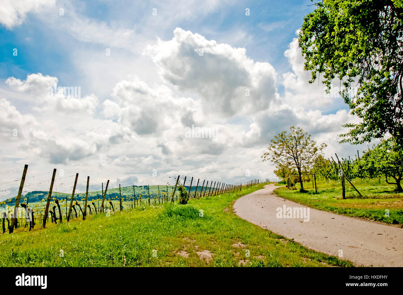 Vineyard in Southern Germany, Baden-Württemberg, Weinberg in Süddeutschland Stock Photo