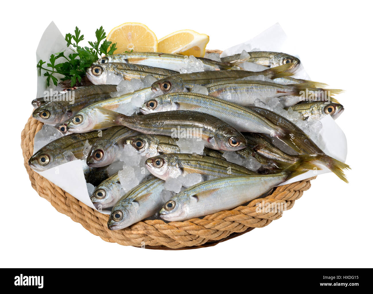 Fresh Bogue Fish Stock Photo
