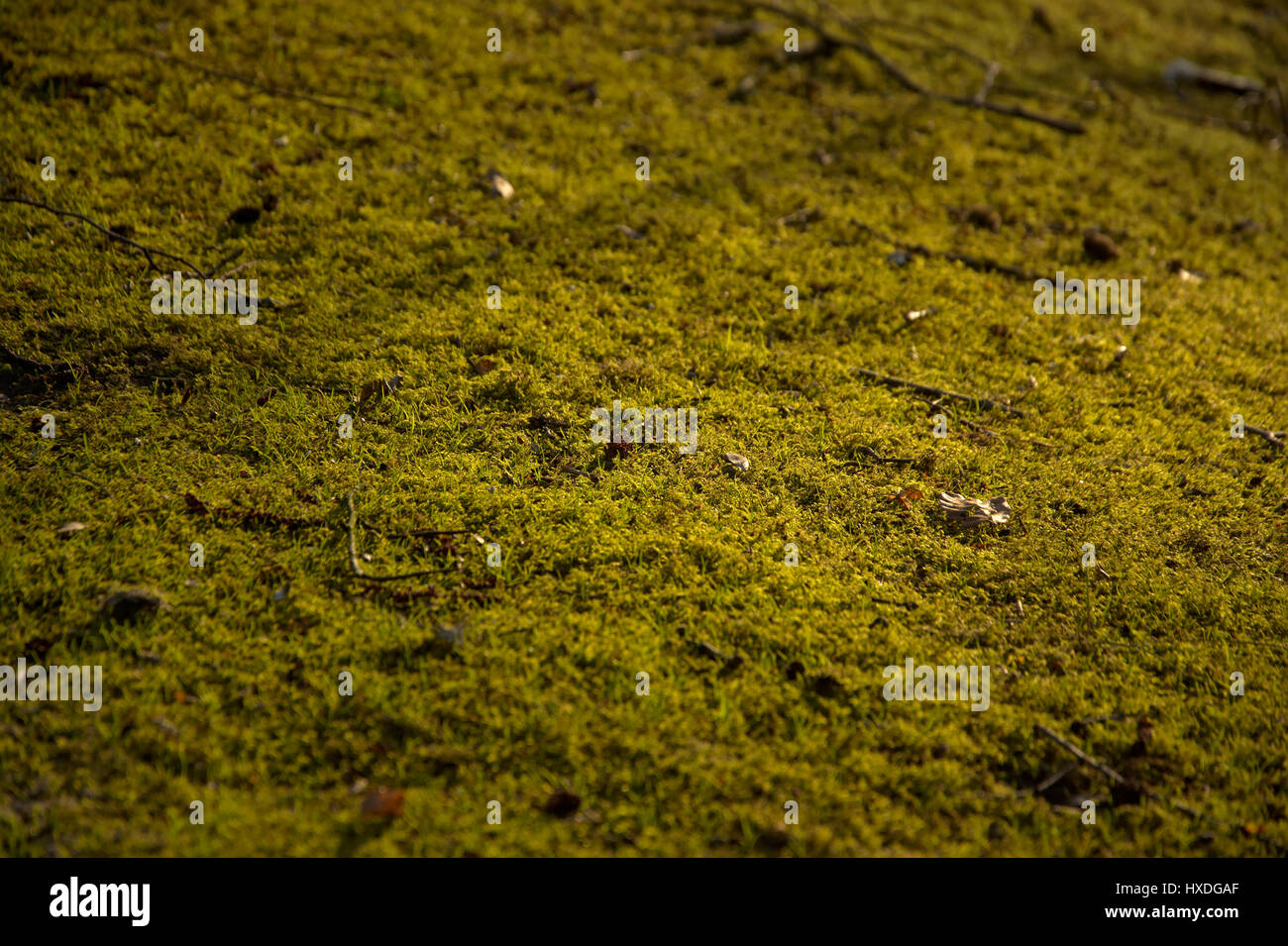 Moss background, selective focus - Bryophyta Stock Photo