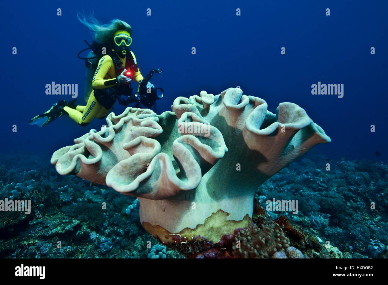 Female diver with long hair behind a leather coral, Indo Pacific Stock Photo
