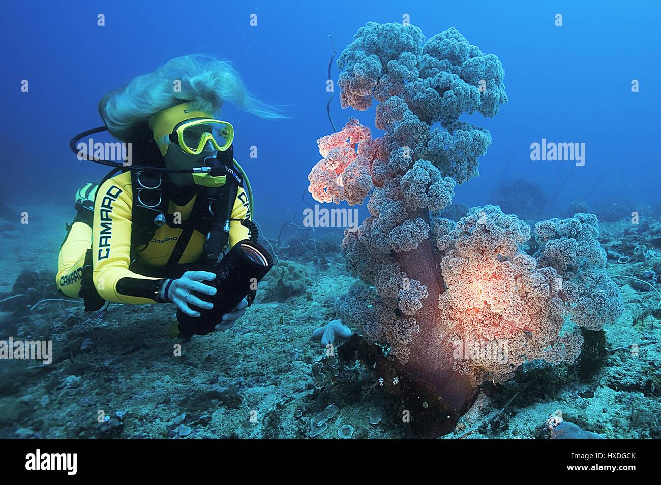 Women with long hair diving by a soft coral, Indo Pacific Stock Photo Alamy