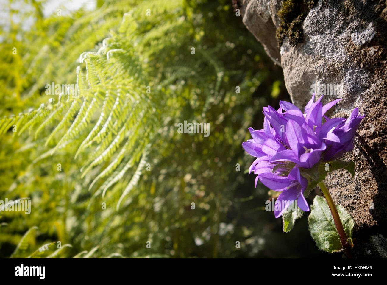 Alpine bells with fern leaves, beautiful carpathian nature Stock Photo
