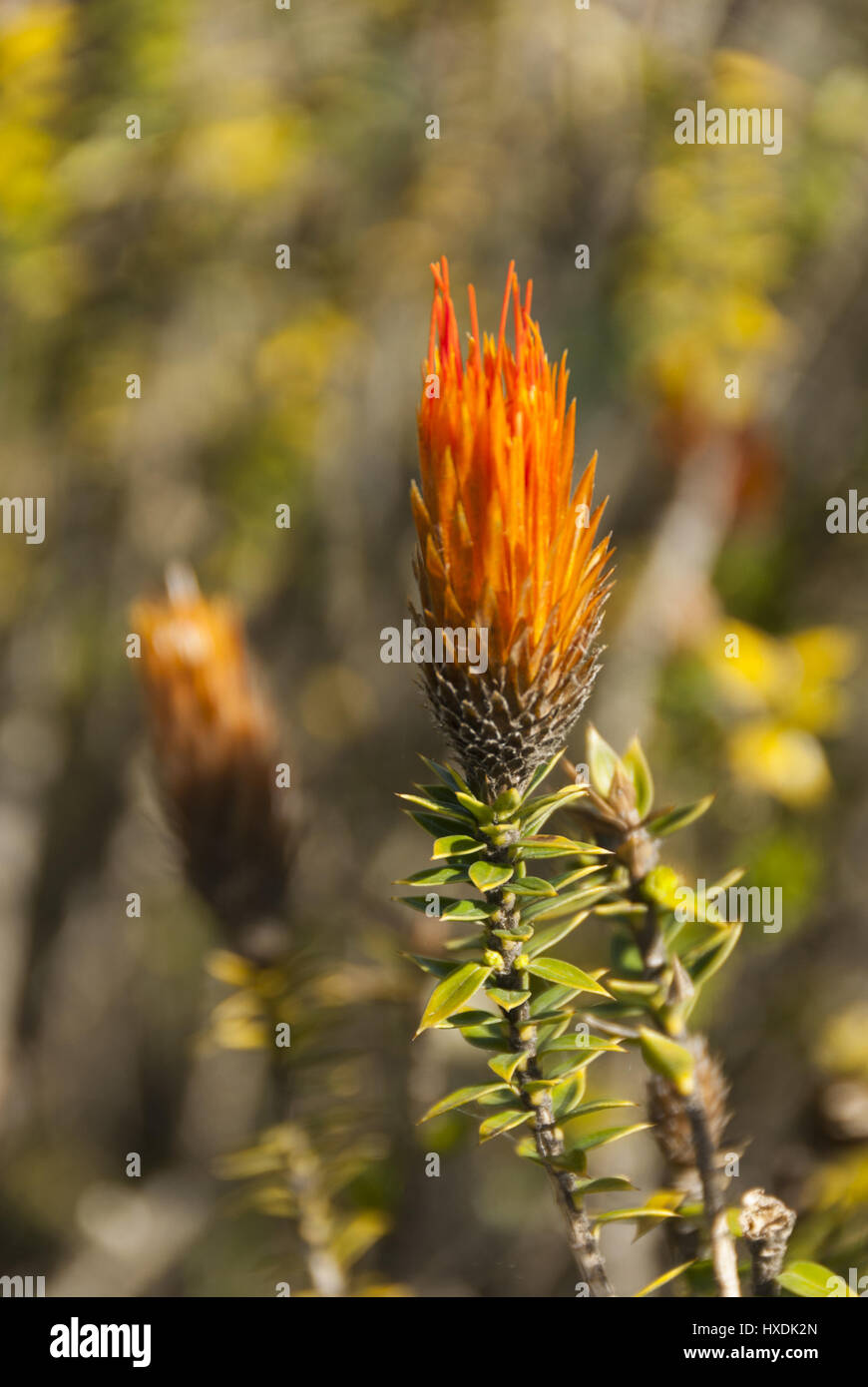 Ecuador, Cotopaxi National Park, Chuquiraga jussieui wildflower Stock Photo