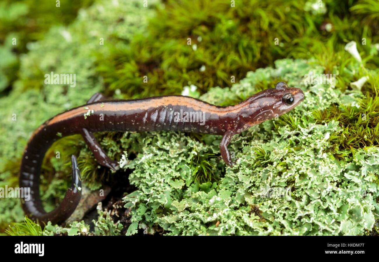 An endangered Shenandoah salamander found only on North facing talus slopes  on three mountain tops inside the Shenandoah National Park in Virginia  Stock Photo - Alamy