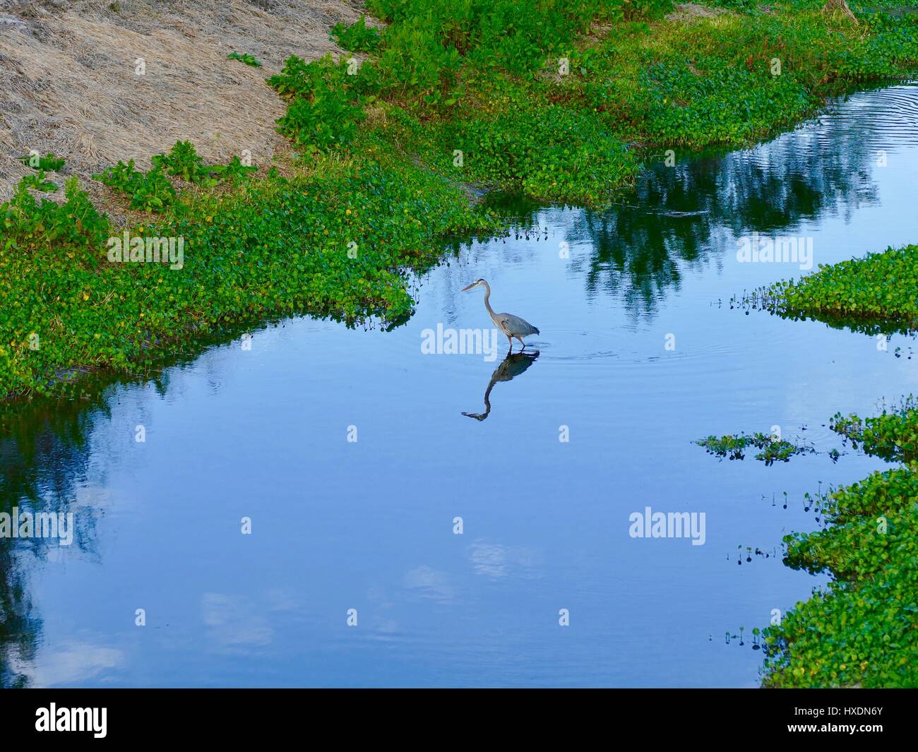 Great blue heron (Ardea herodias) with reflection, striding through blue water. Canal with green and brown vegetation. Paynes Prairie, Florida, USA Stock Photo