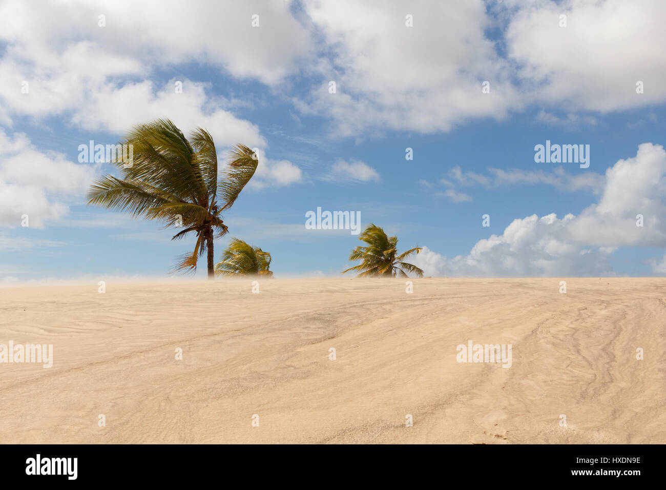 Jandaíra Bahia fonte: c8.alamy.com