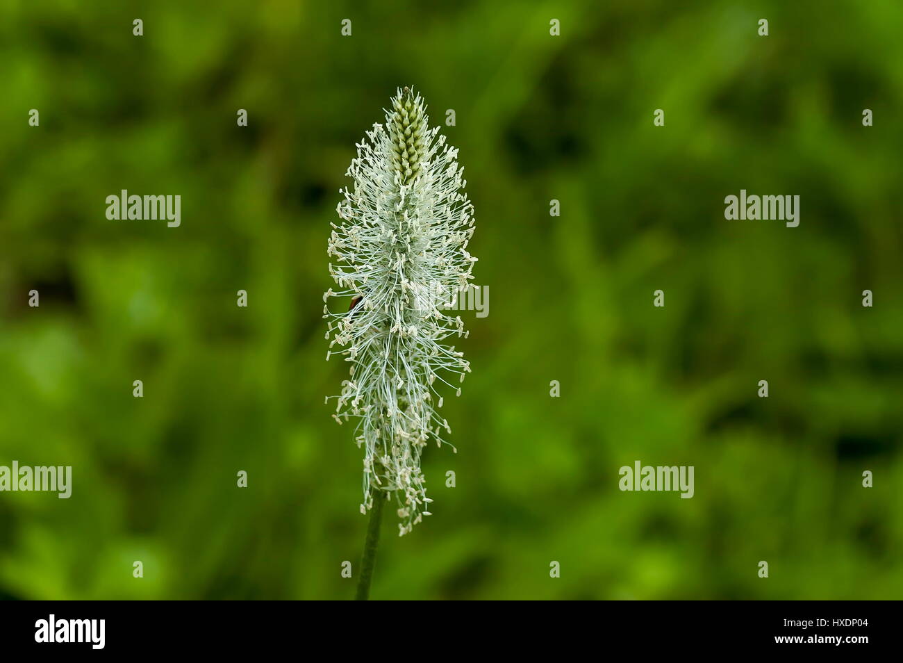 Photograph of plantain or plantago flower blooming in springtime, Sofia, Bulgaria Stock Photo