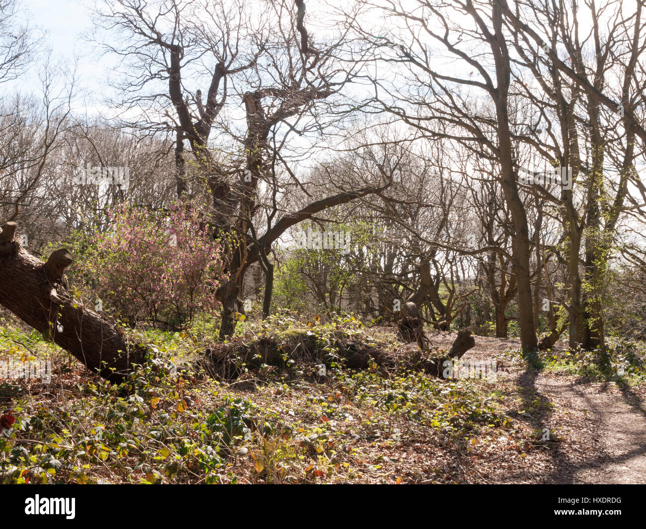 Spring landscape many trees hi-res stock photography and images - Alamy