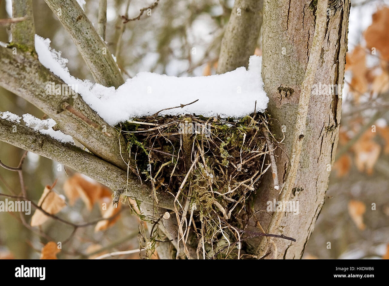 Bird's nest with a bonnet of snow, Bird's nest with a cap of snow |, Vogelnest mit einer Haube aus Schnee |Bird's nest with a cap of snow| Stock Photo