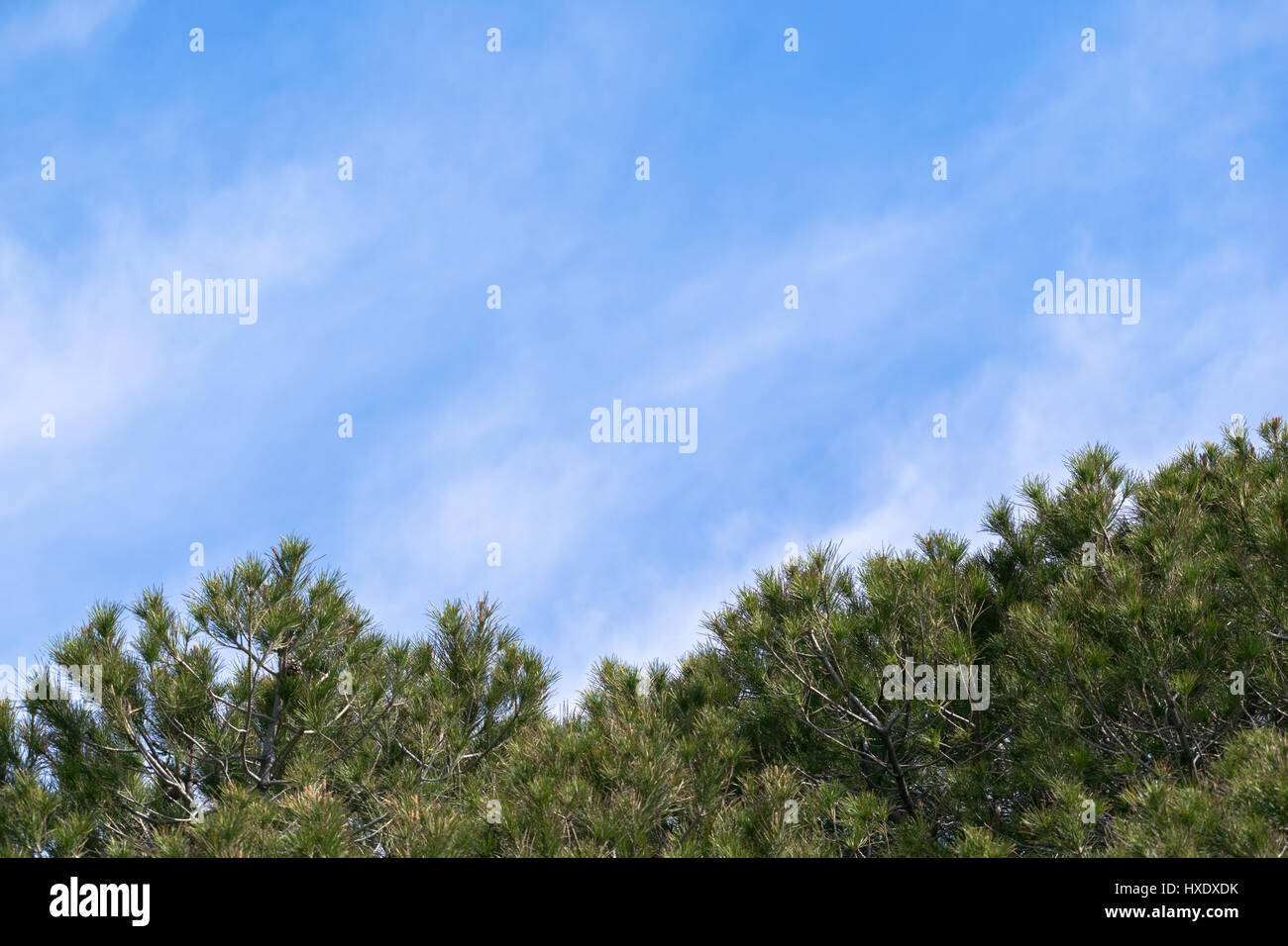 blue sky with clouds adobe pine trees Stock Photo - Alamy