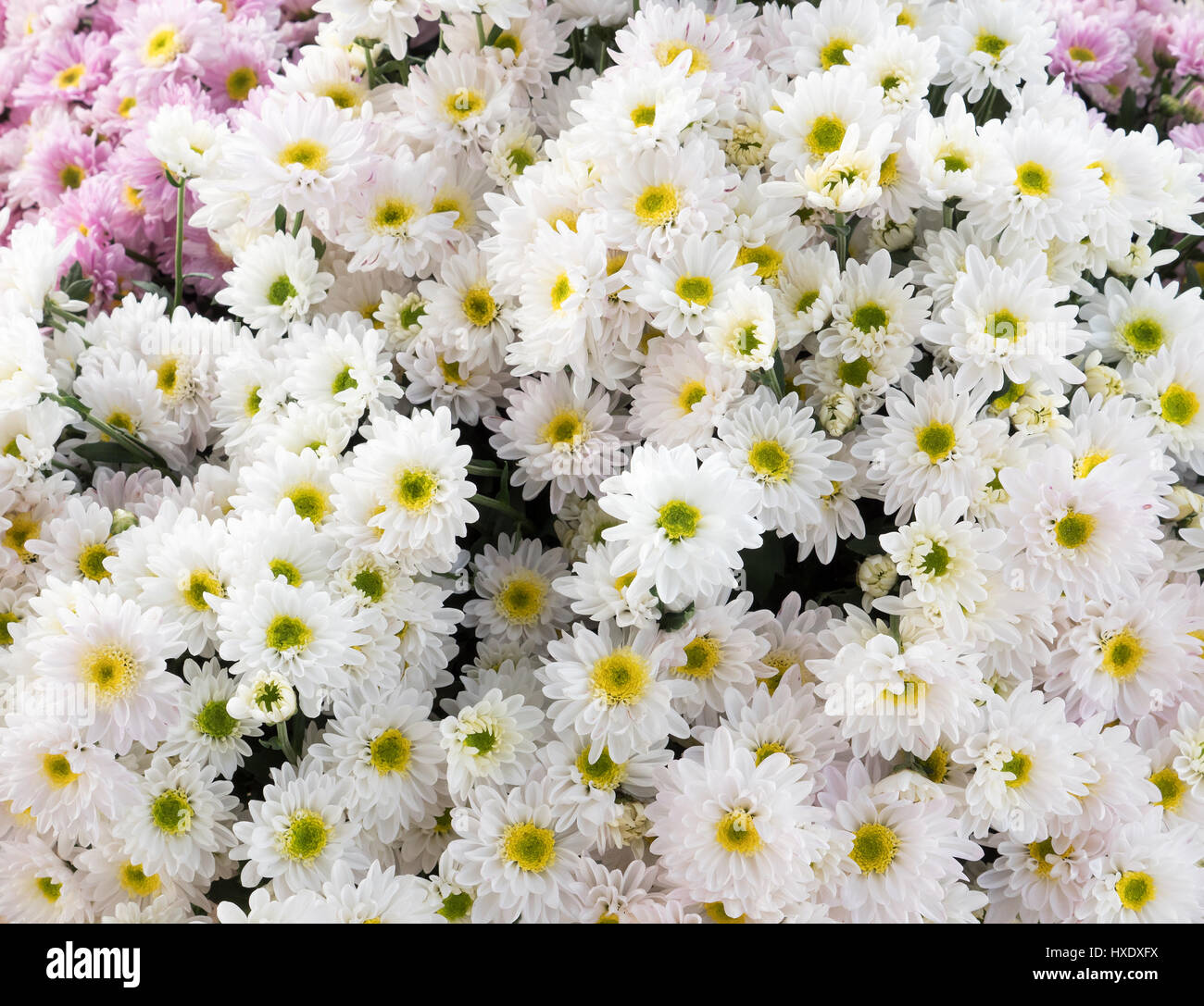 White chrysanthemum bunch after the harvest time for ready to sale. Stock Photo