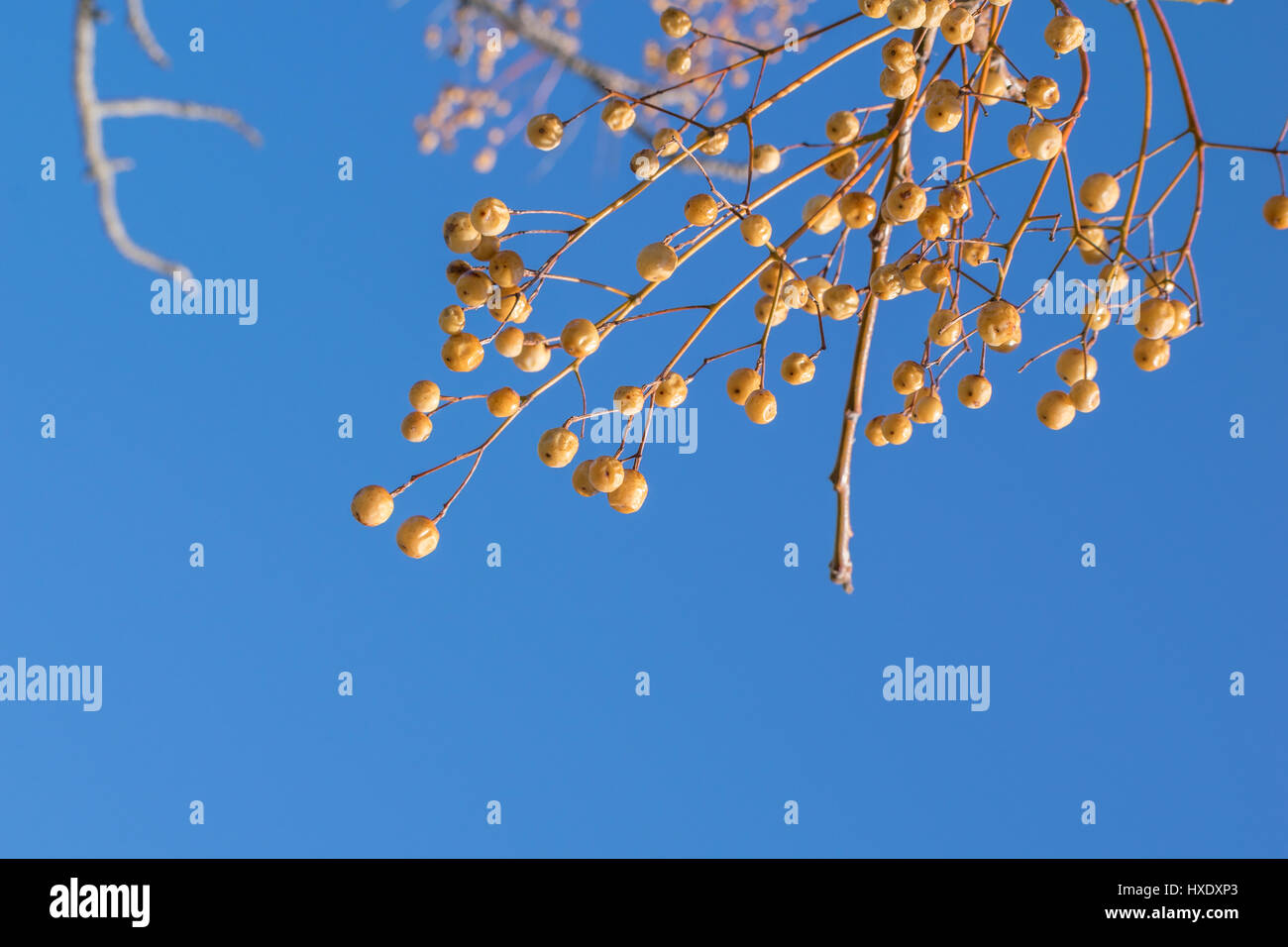Withered branch hi-res stock photography and images - Alamy