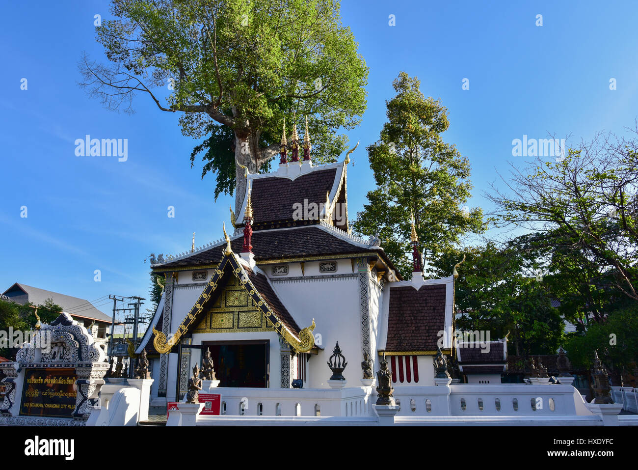 The temple of Sao Inthakin with dipterocarp tree (Yang trees) in the background, Chiang Mai - Thailand Stock Photo