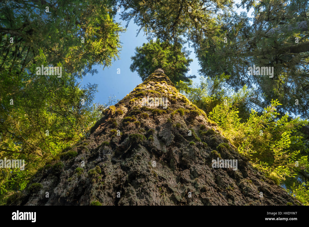 Giant Western  Hemlock in the Hoh Rainforest of Olympic National Park Stock Photo