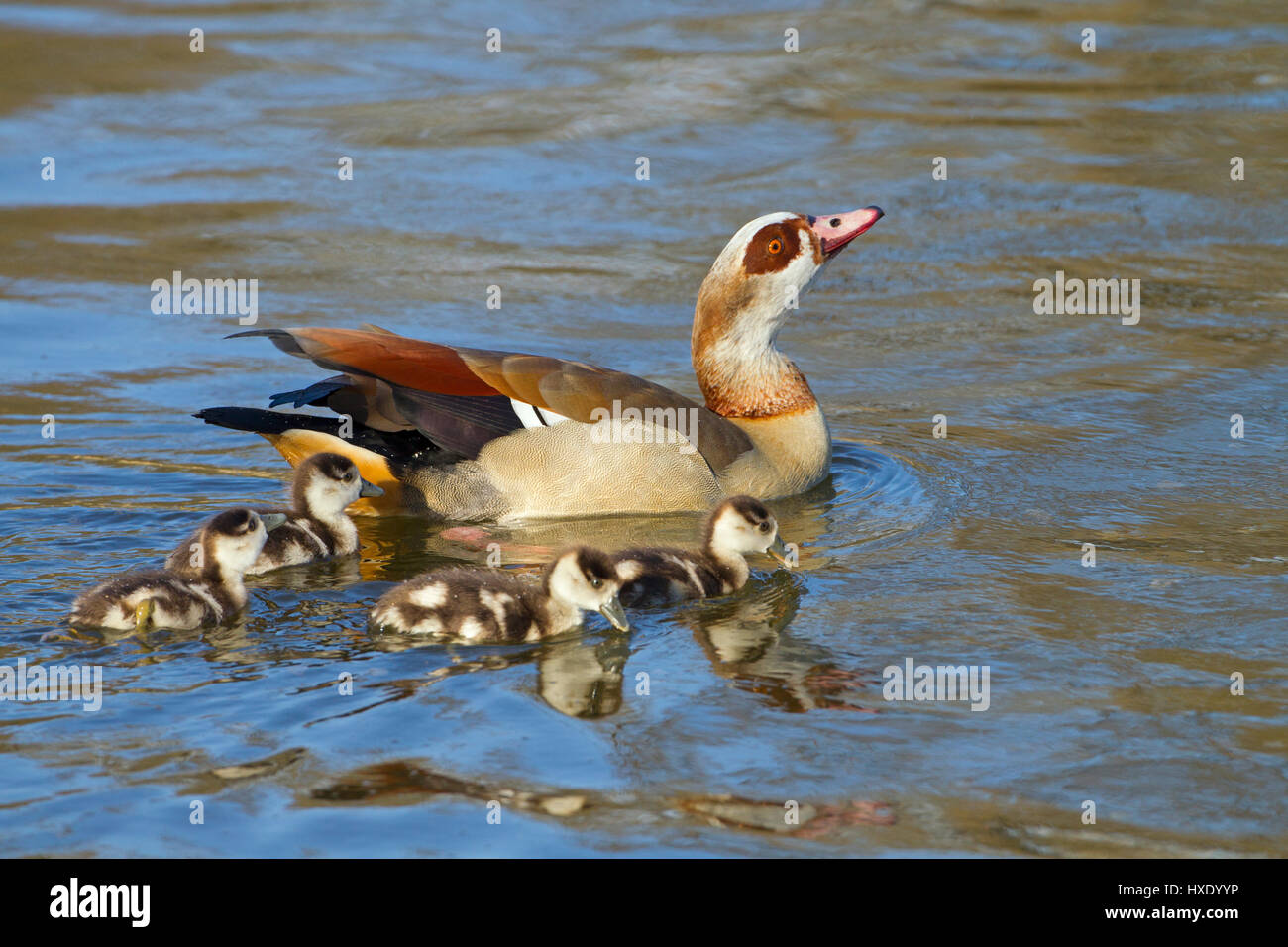 Egyptian Goose Alopochen aegyptiacus and young brood Stock Photo