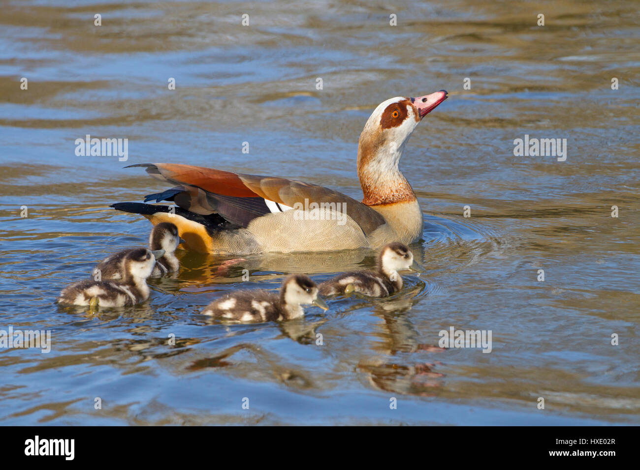Egyptian Goose Alopochen aegyptiacus and young brood Stock Photo