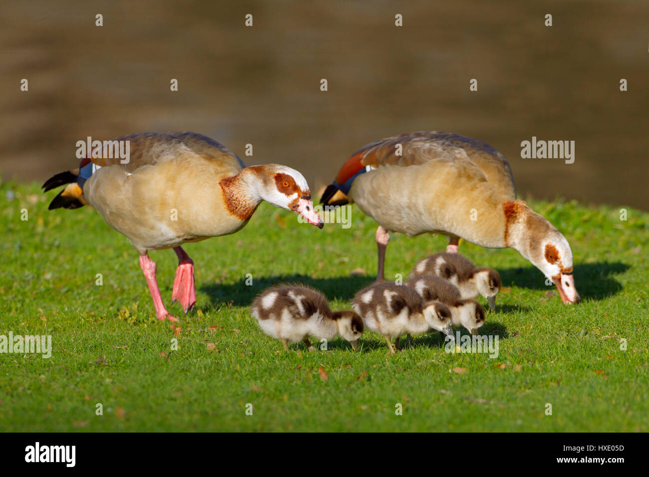 Egyptian Goose Alopochen aegyptiacus and young brood Stock Photo