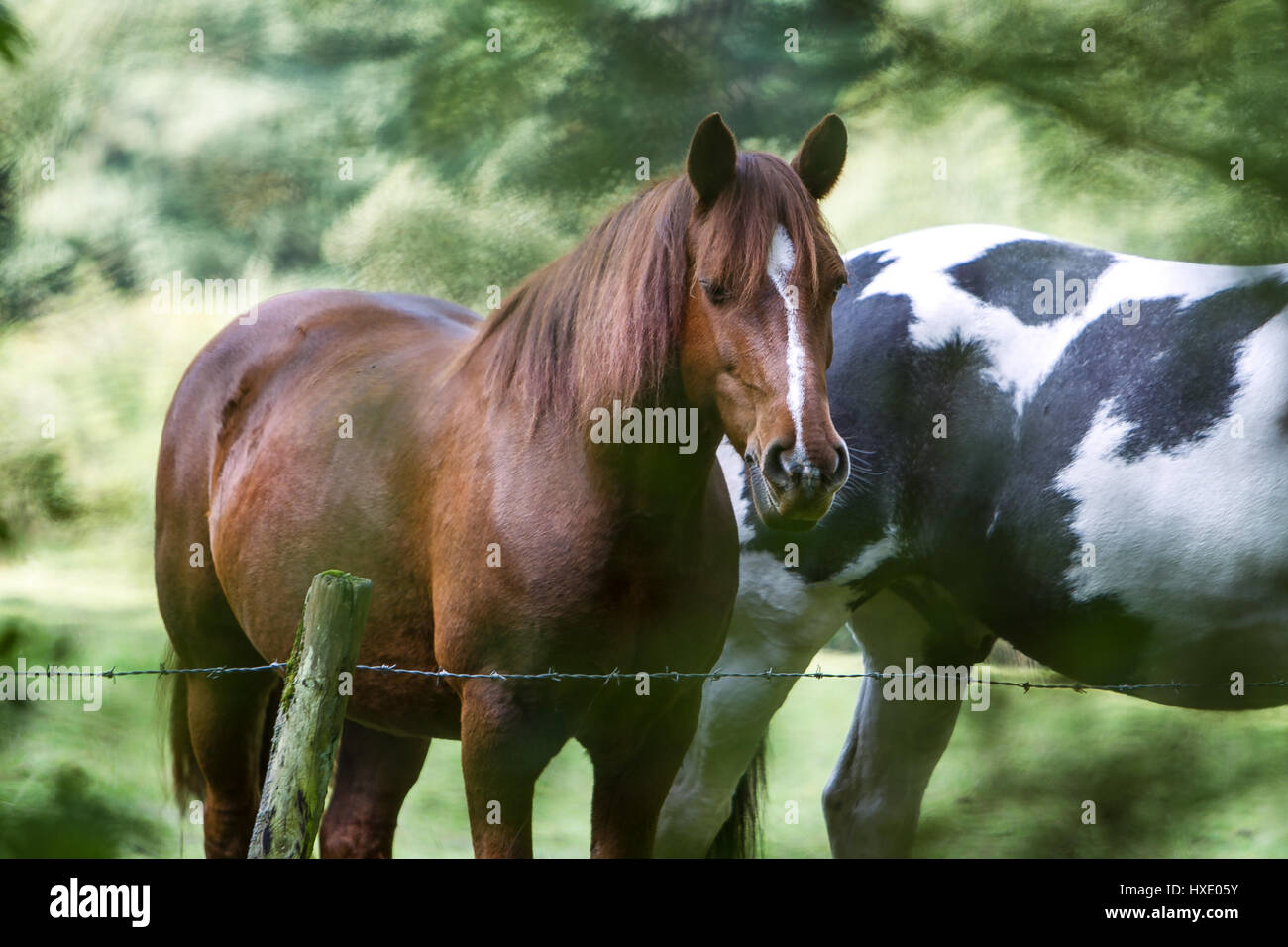 Two horses standing by a fence surrounded by green trees Stock Photo