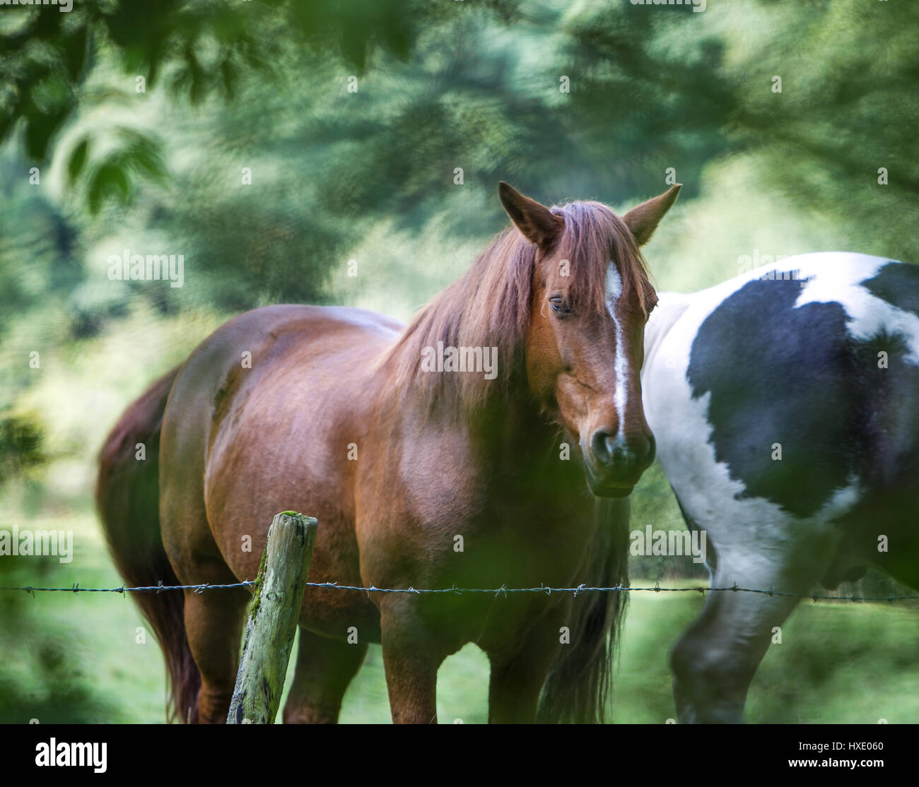 Two horses standing by a fence surrounded by green trees Stock Photo