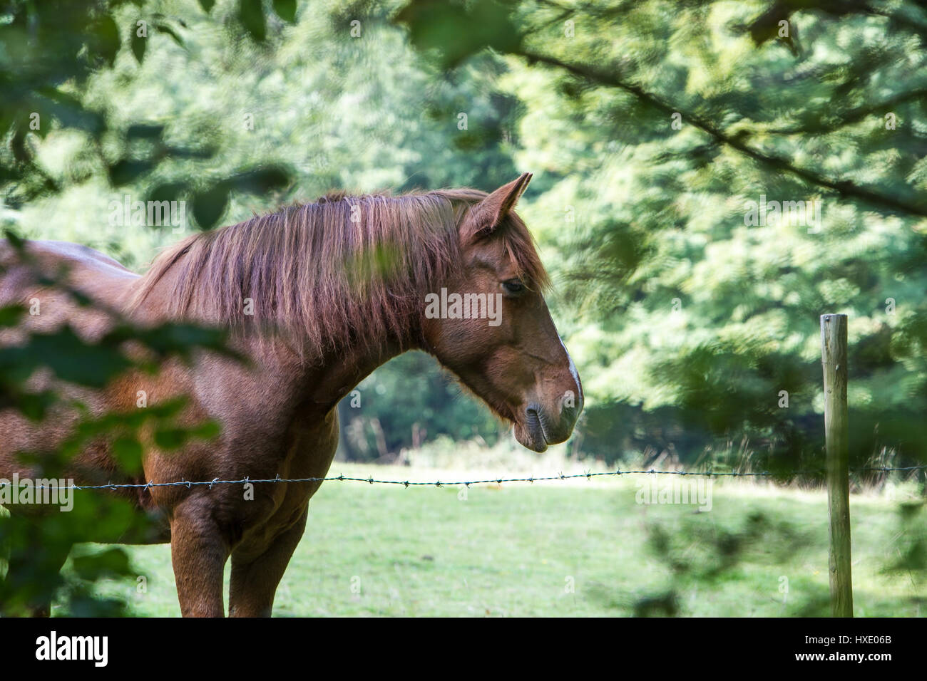 A chestnut coloured horse standing by a barbed wire fence, surrounded by green trees. Stock Photo