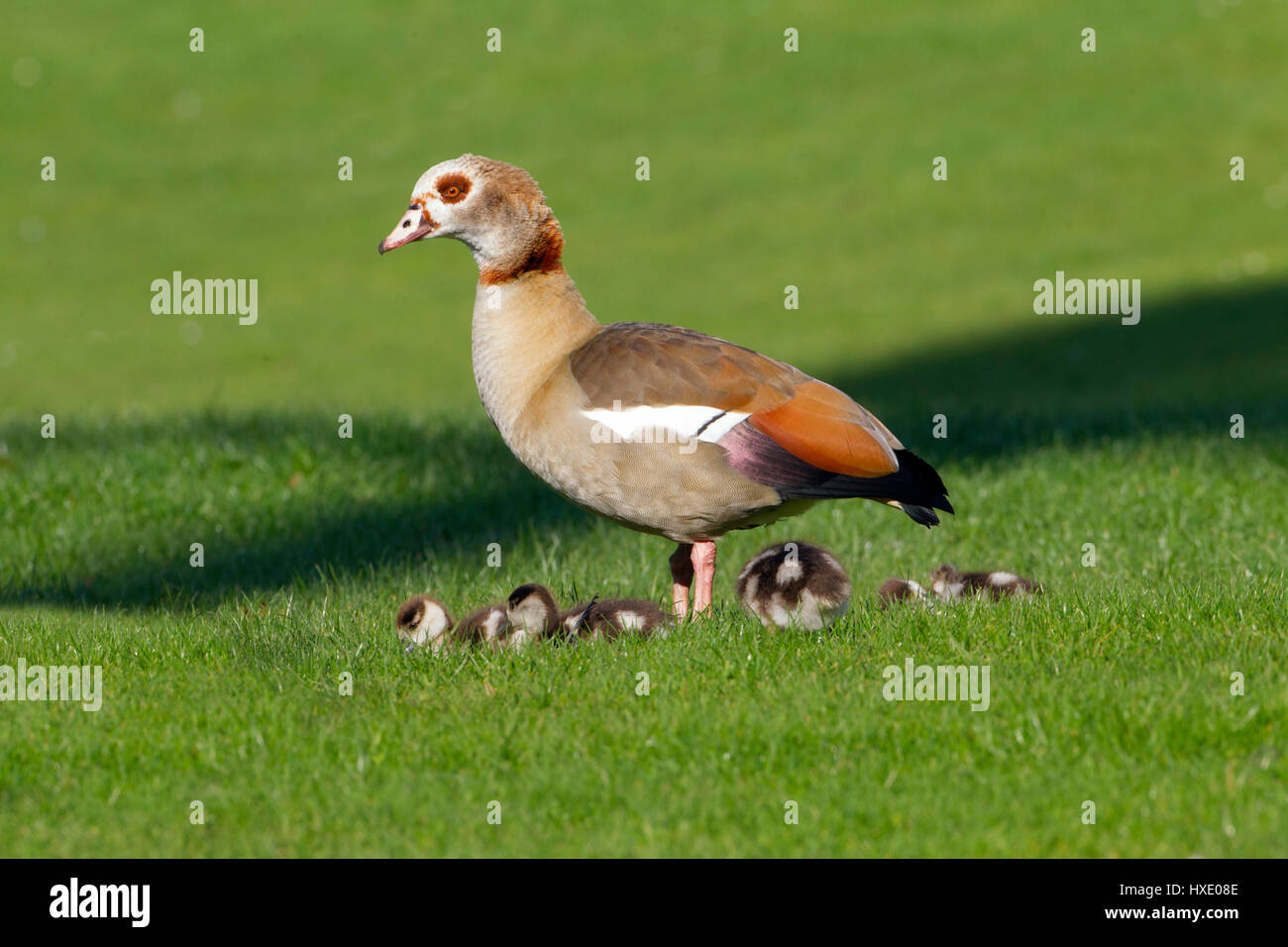 Egyptian Goose Alopochen aegyptiacus and young brood Stock Photo