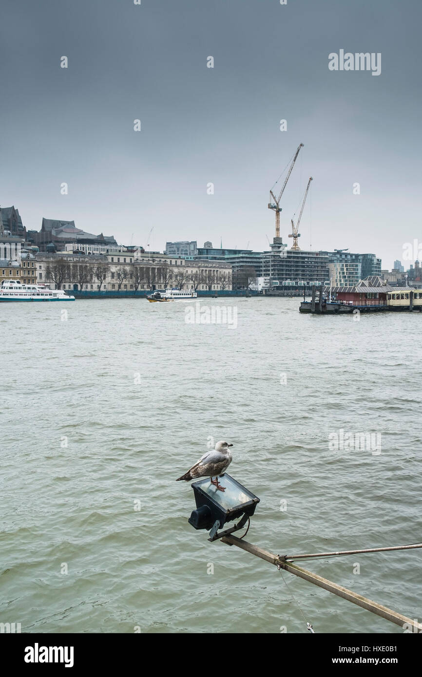 Seagull Bird Perched River Thames Wildlife Stock Photo