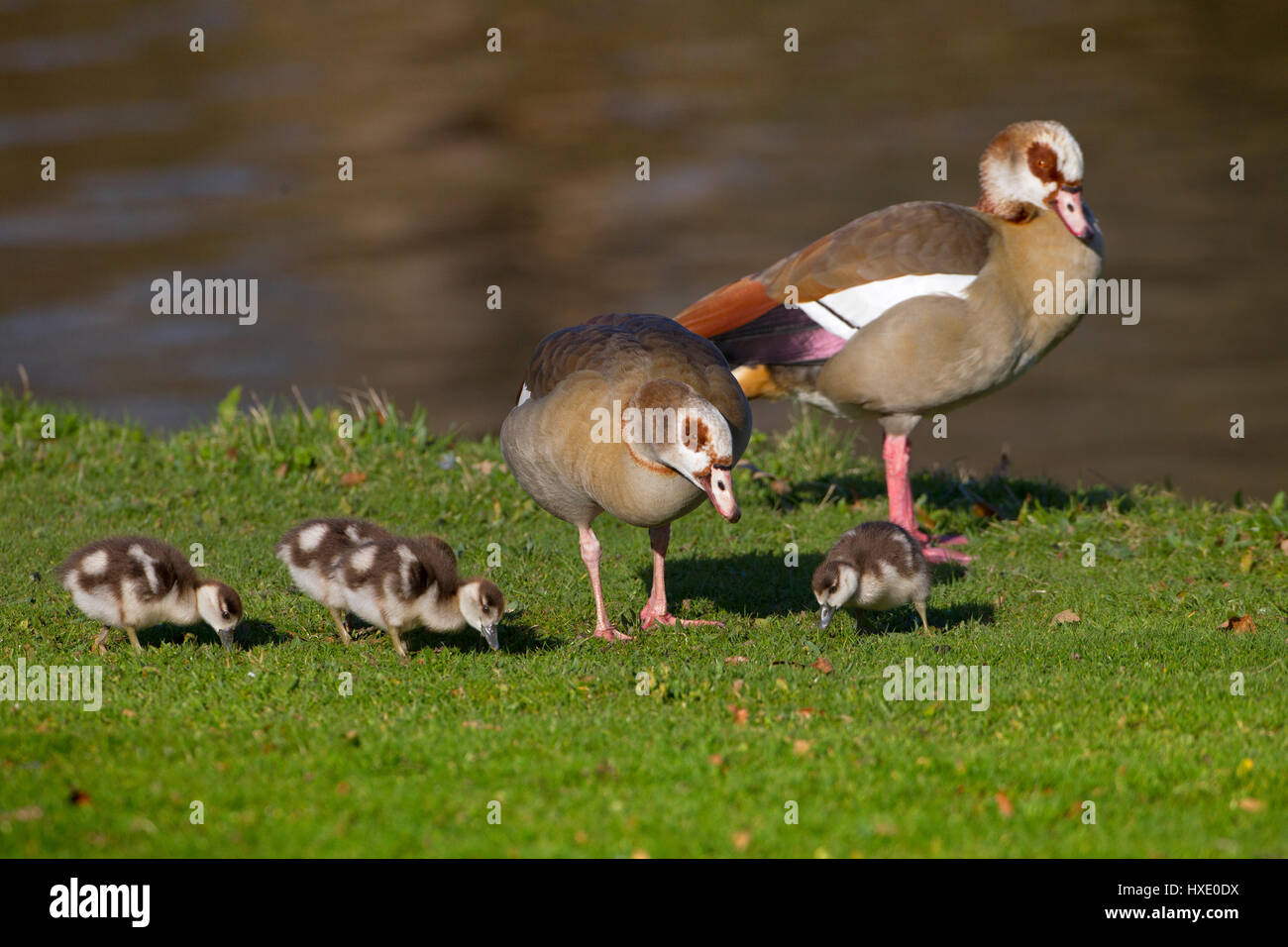Egyptian Goose Alopochen aegyptiacus and young brood Stock Photo