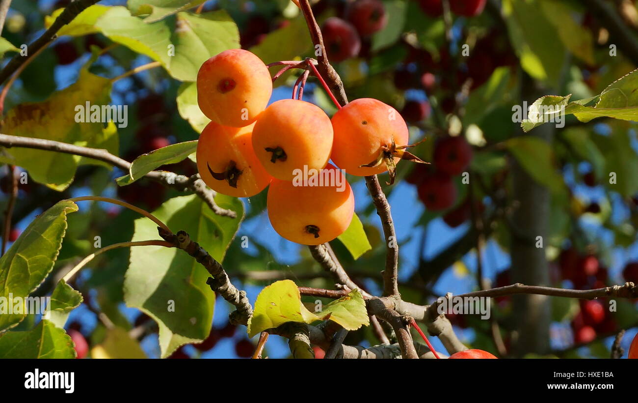 the fine Golden ripe apples hanging on the branch in the sun on a summer day Stock Photo