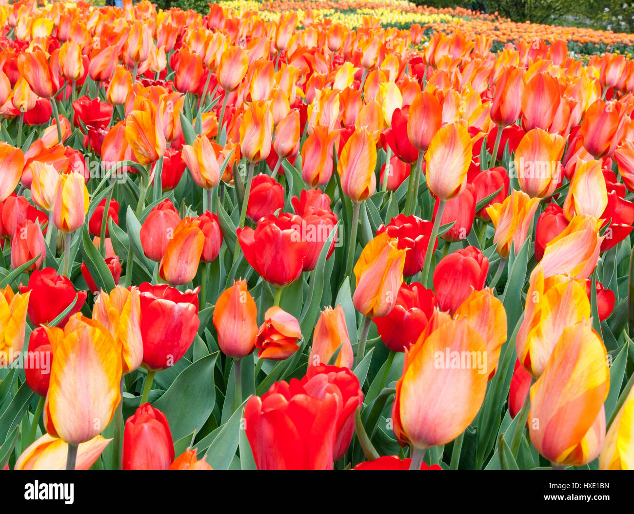 A field of red, orange and yellow tulips Stock Photo - Alamy