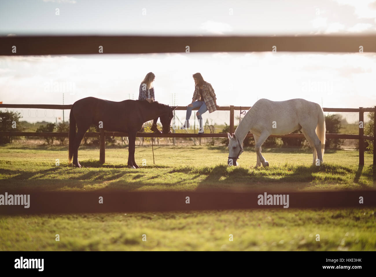 Friends sitting on wooden fence while horse grazing in farm on a sunny day Stock Photo