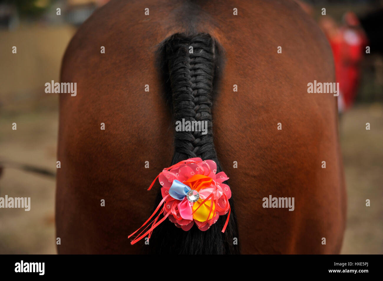 Animal spirit meaning hi-res stock photography and images - Alamy