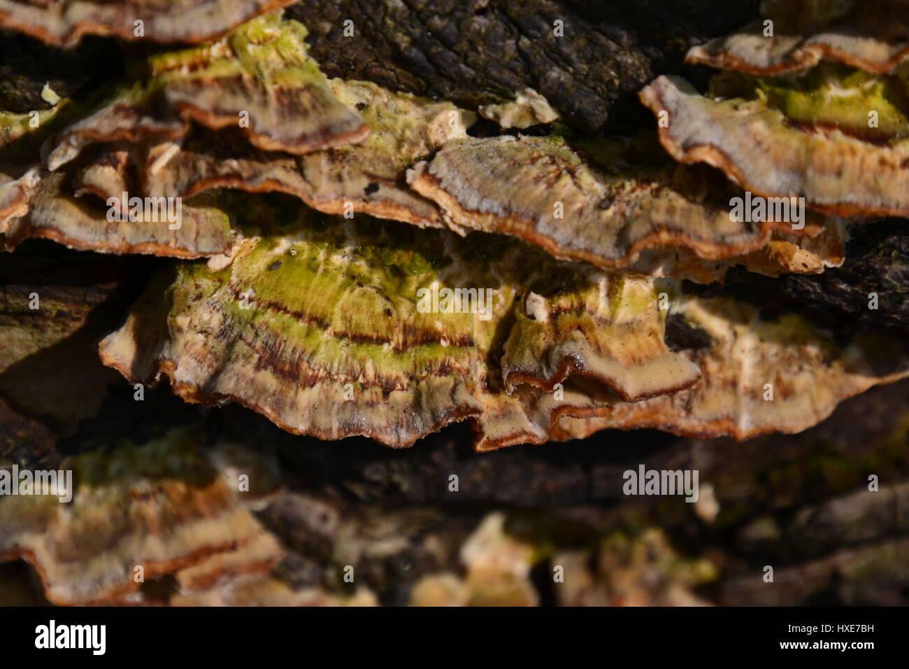 Turkey tail, Trametes versicolor, Coriolus versicolor, Polyporus versicolor, bracket fungus. Stock Photo