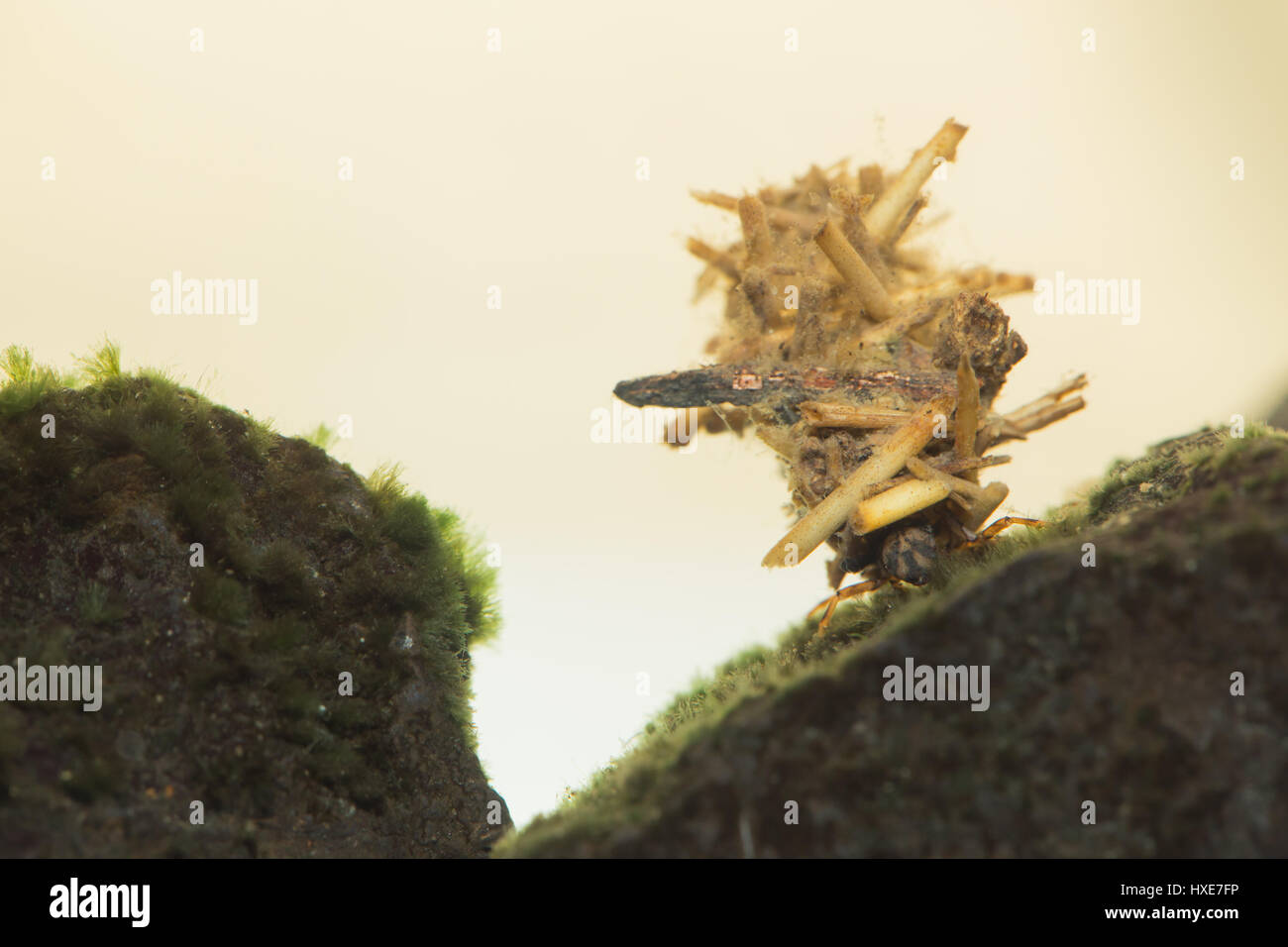 Northern caddisfly larvae (Limnephilidae Stock Photo Alamy