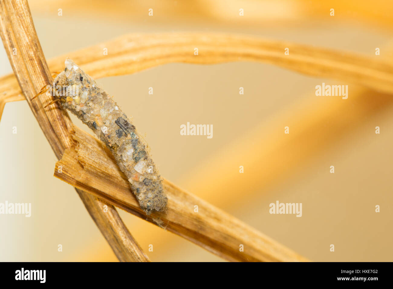 Northern caddisfly larvae (Limnephilidae Stock Photo Alamy