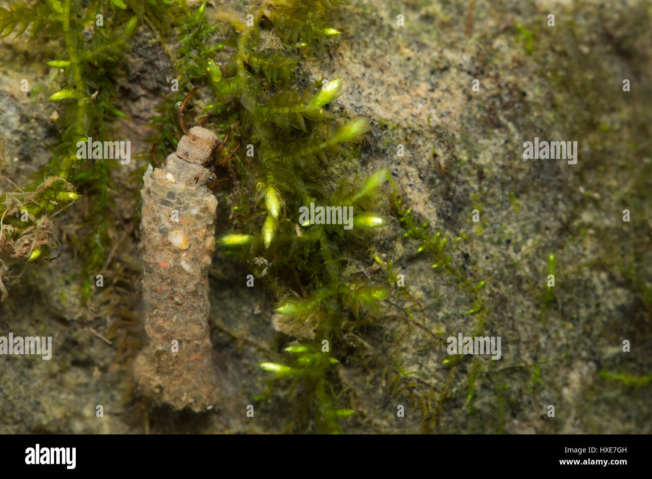 Northern caddisfly larvae (Limnephilidae Stock Photo Alamy