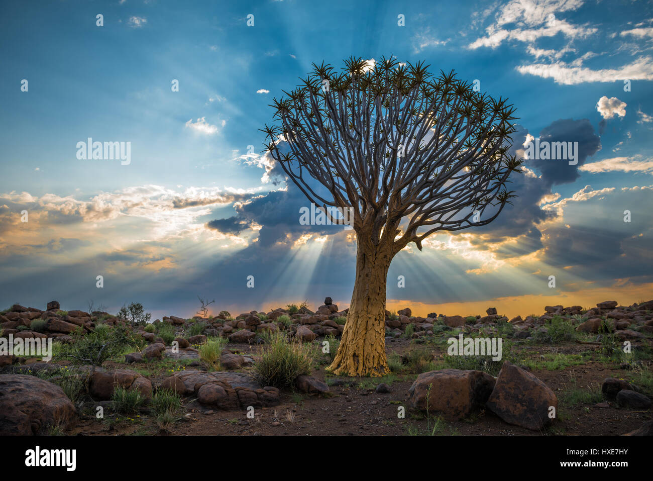 The quiver tree, or aloe dichotoma, Keetmanshoop, Namibia Stock Photo